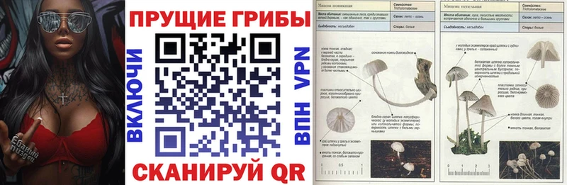 закладки  Сызрань  Псилоцибиновые грибы GOLDEN TEACHER 