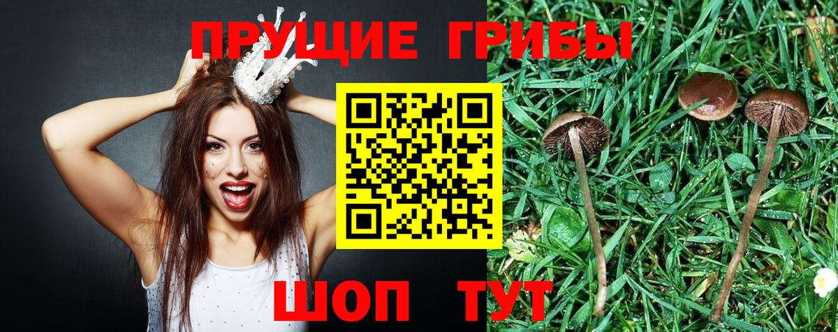Сызрань  Галлюциногенные грибы Psilocybe  Вход с VPN 
